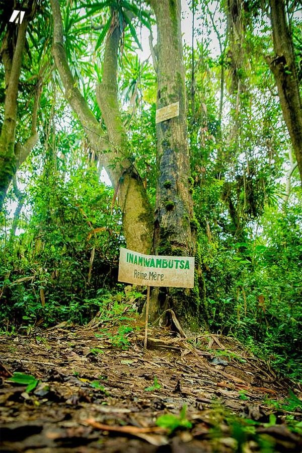 trees in Mpotsa forest in Mwaro province, in Burundi