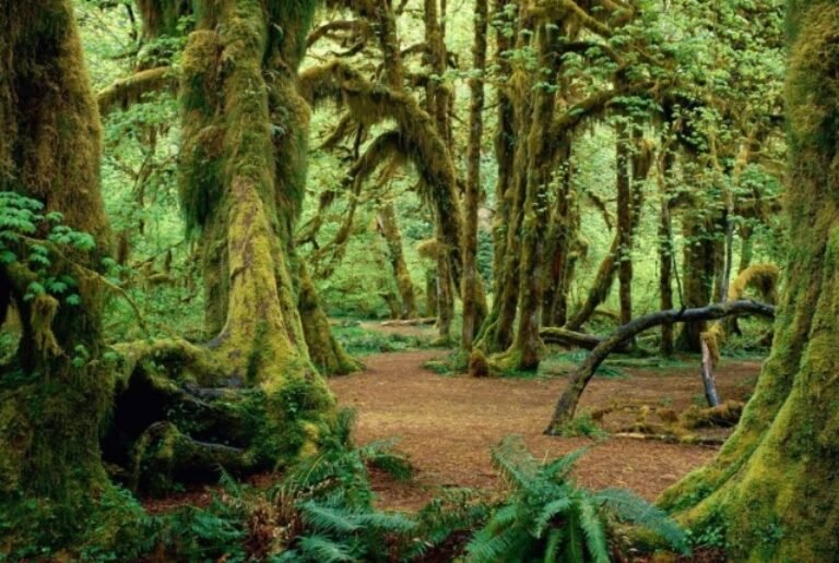 A forest full of green tall and short plants