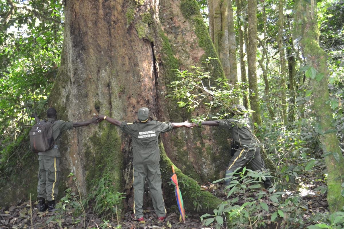 A long tree surrounded by men whoare parying together holdings their hands each other.