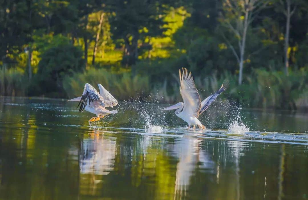 Two swans land on the lake with outstretched wings.