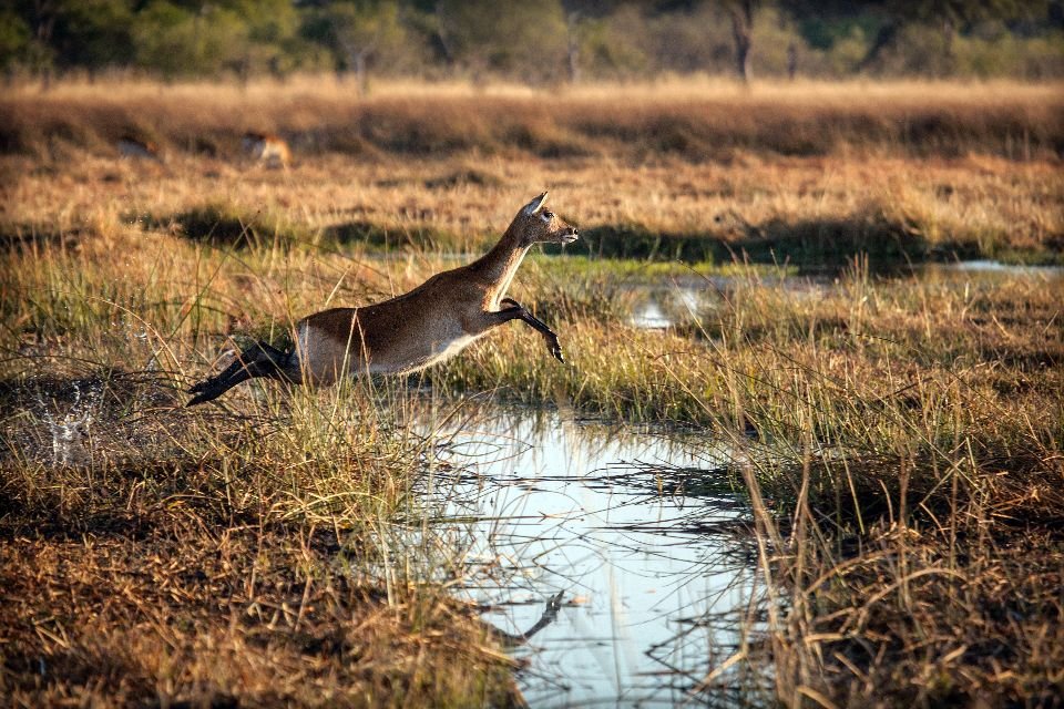 An antelope jumping over a body of water.