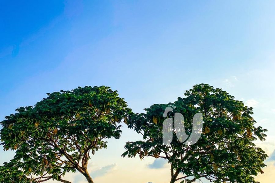 a person standing under a tree in Teza tea plantation in Burundi