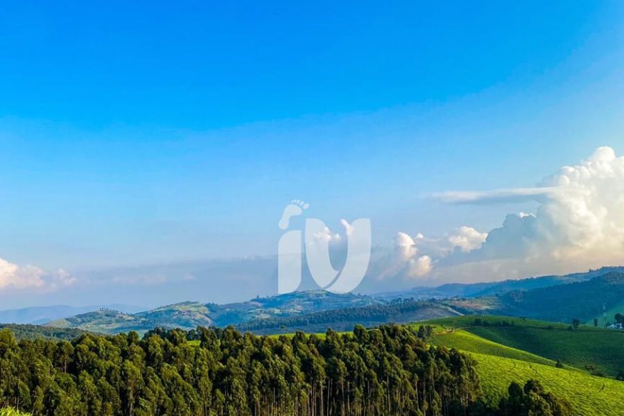 a field of tea in Teza, Burundi