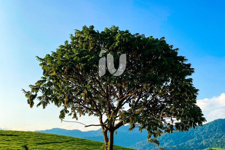 a tree in a field of tea in Burundi