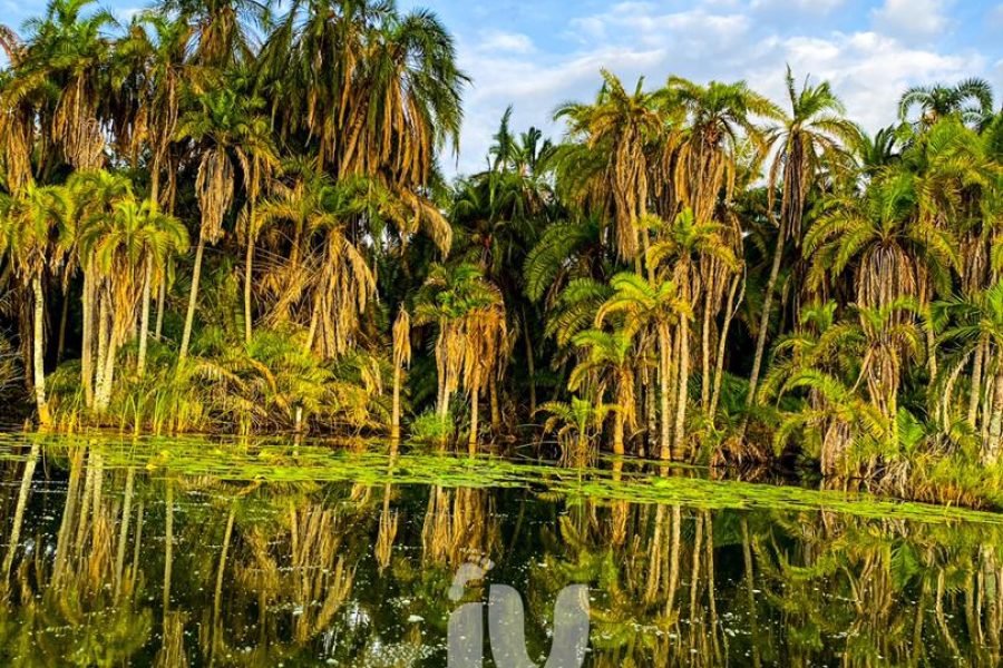 a body of water with trees and plants in Burundi